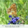 boloria euphrosyne daghestan male 1